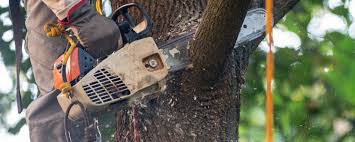 Best Storm Damage Tree Cleanup  in Oswego, NY