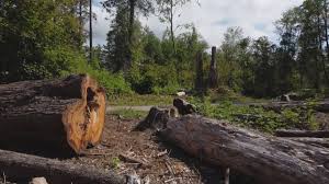 Best Hazardous Tree Removal  in Oswego, NY