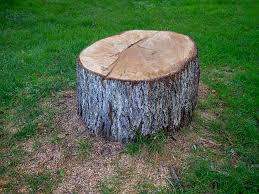Best Tree Health Inspection  in Oswego, NY