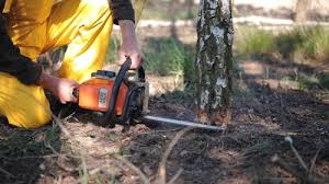 Best Commercial Tree Services  in Oswego, NY