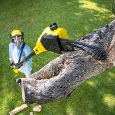 Best Tree Preservation Services  in Oswego, NY