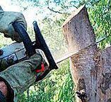 Best Tree Cabling and Bracing  in Oswego, NY