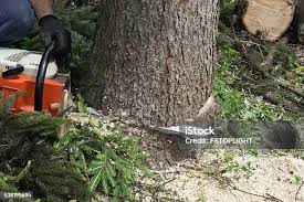 Best Firewood Processing and Delivery  in Oswego, NY