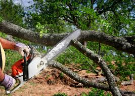 Best Utility Line Clearance  in Oswego, NY