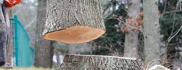 Oswego, NY Tree Removal Company