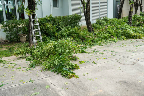 Best Tree Trimming and Pruning  in Oswego, NY