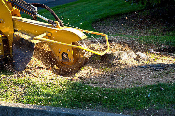 Best Soil Testing and Treatment  in Oswego, NY