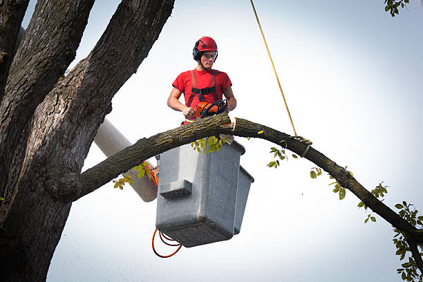 Best Leaf Removal  in Oswego, NY