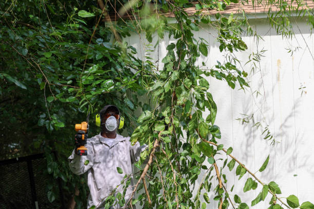 Best Tree Maintenance Programs  in Oswego, NY