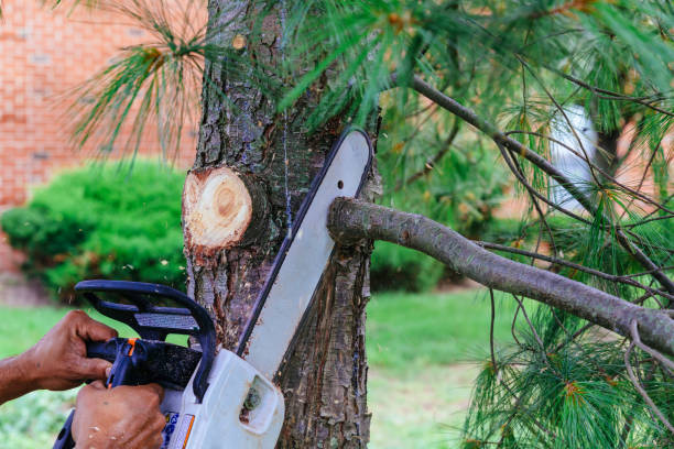 Best Tree and Shrub Care  in Oswego, NY